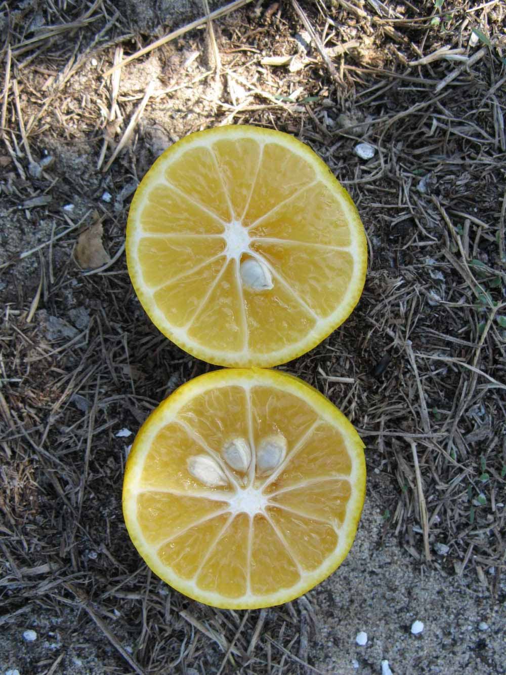              Fruit cross-section of         sunquat (Winter Haven, FL)       